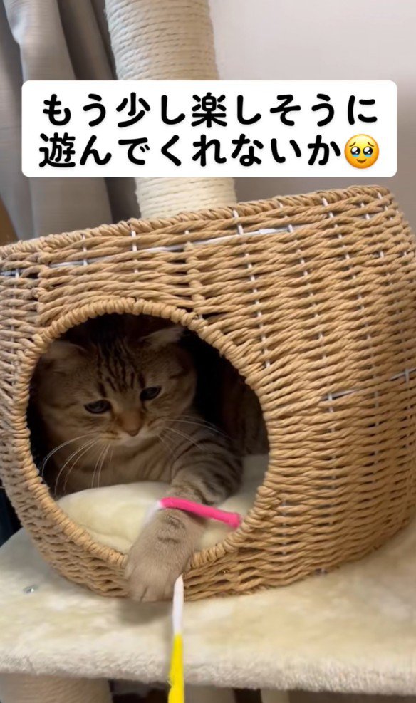おもちゃで遊ぶselly君