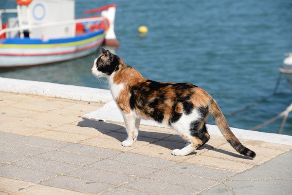 港にいる三毛猫