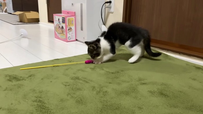 猫じゃらしで遊ぶ子猫