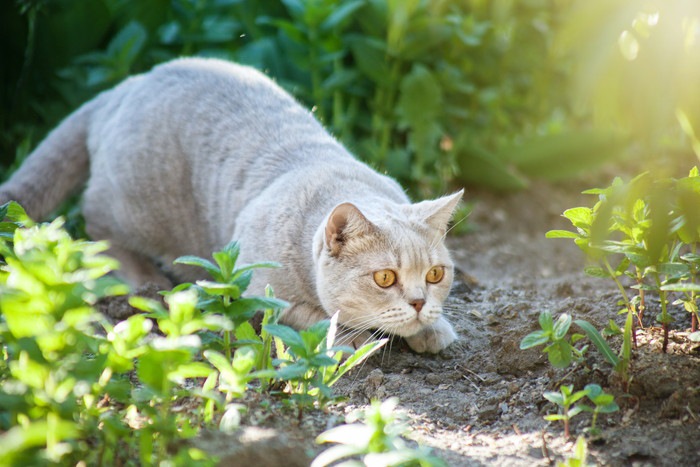 狩りをする猫