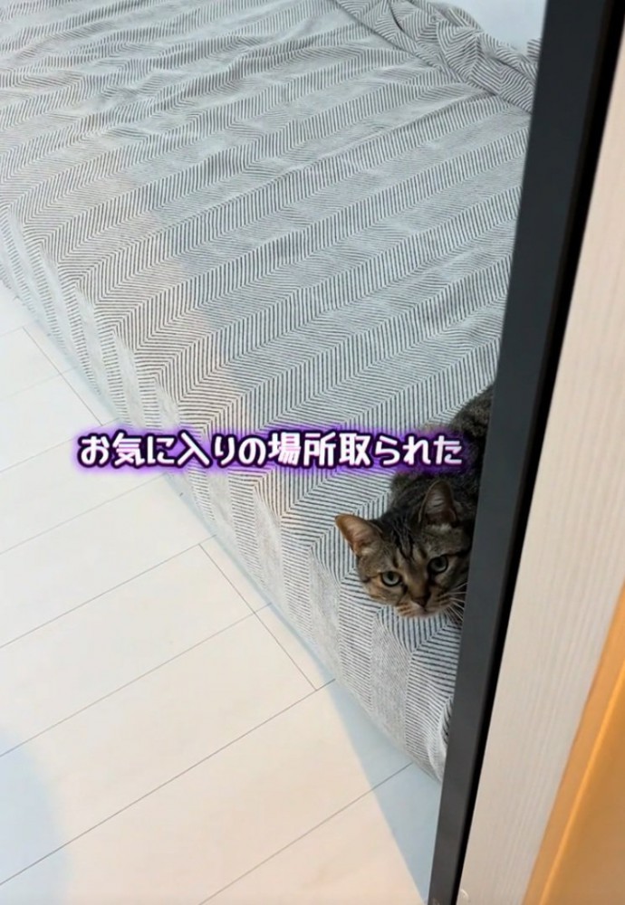 上目遣いの猫