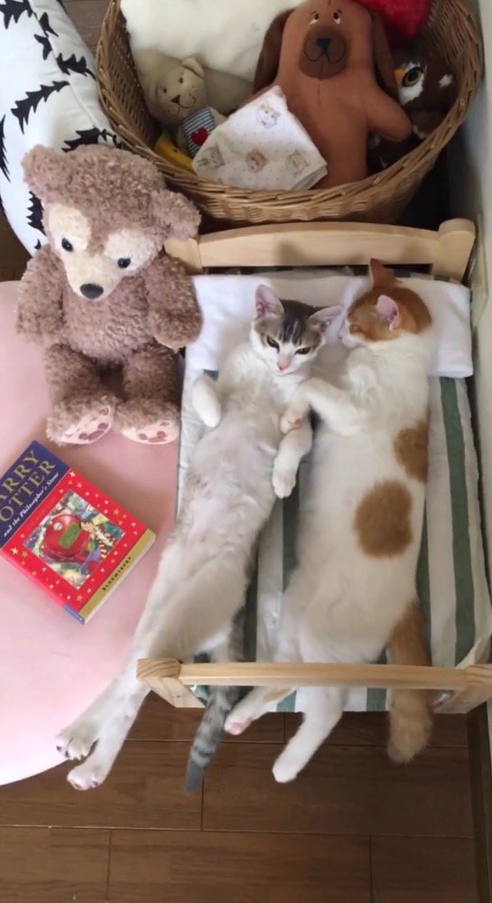 仰向けの体勢で後ろ足を伸ばす三毛猫