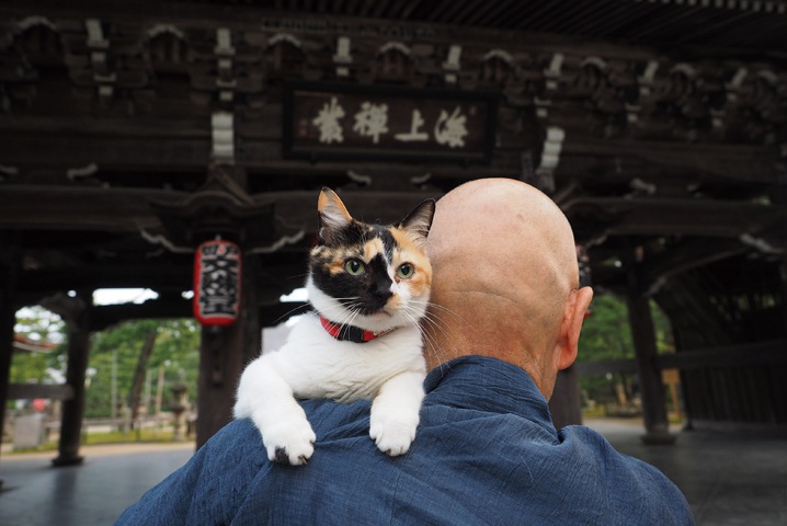 ねこの京都2