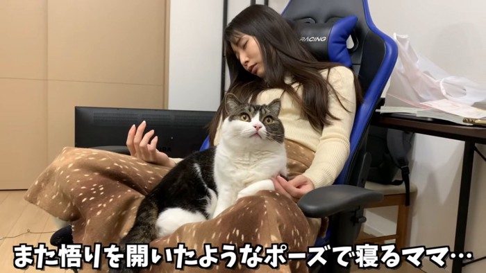 膝の上の毛布の上に座る猫