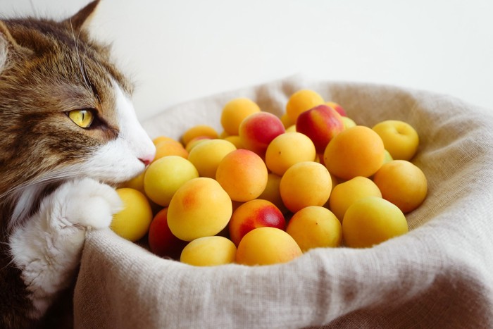 梅の実の匂いを嗅ぐ猫