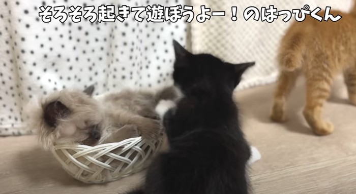 籠の中で眠る猫と黒白猫の後ろ姿