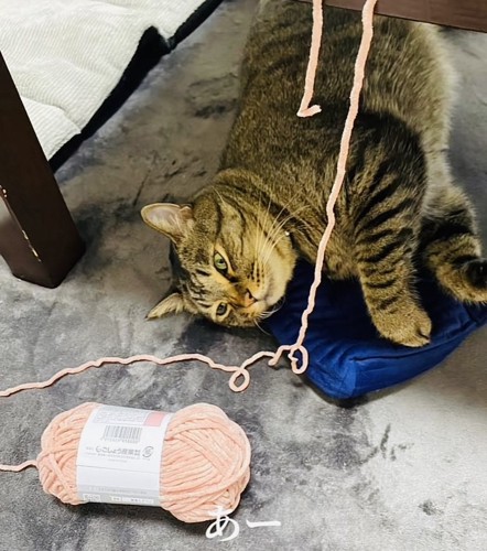 毛糸の隣で寝転がるキジトラ猫