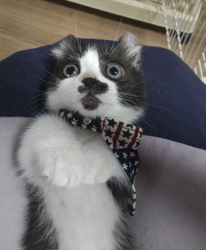 仰向けの子猫
