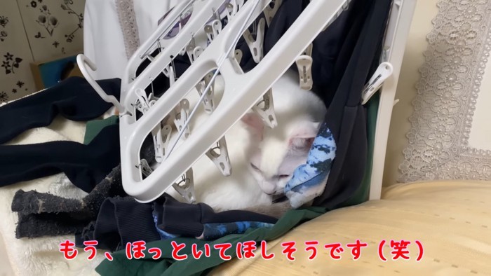 丸くなる猫