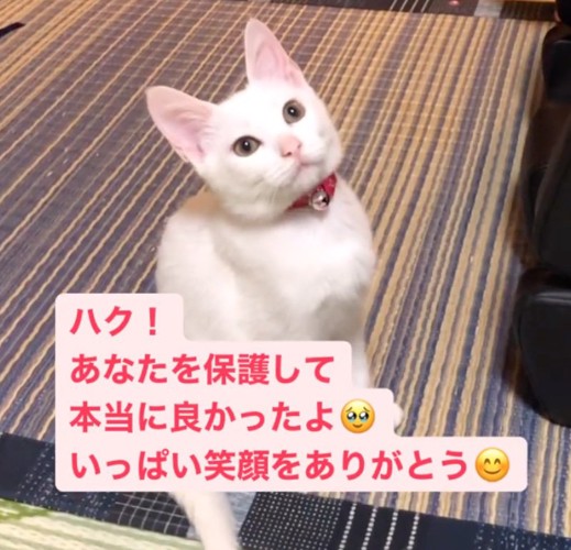 白い子猫・ハクちゃん