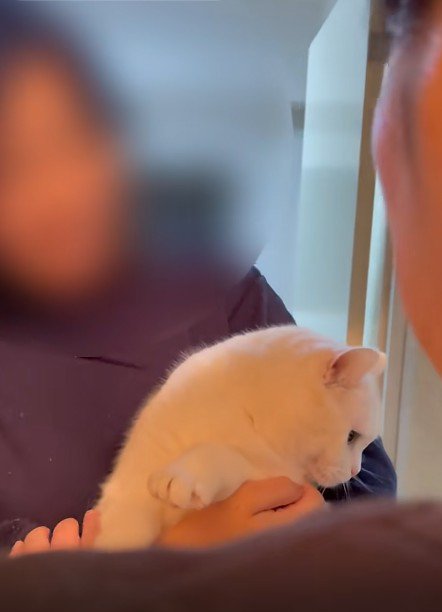 抱っこされている猫