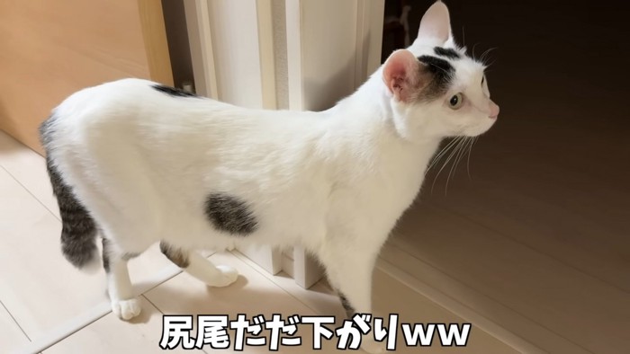 尻尾だだ下がりｗｗ