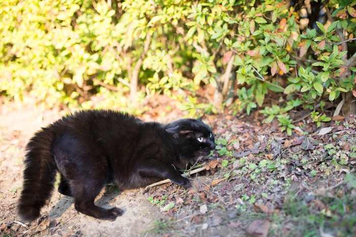 毛が逆立つ猫