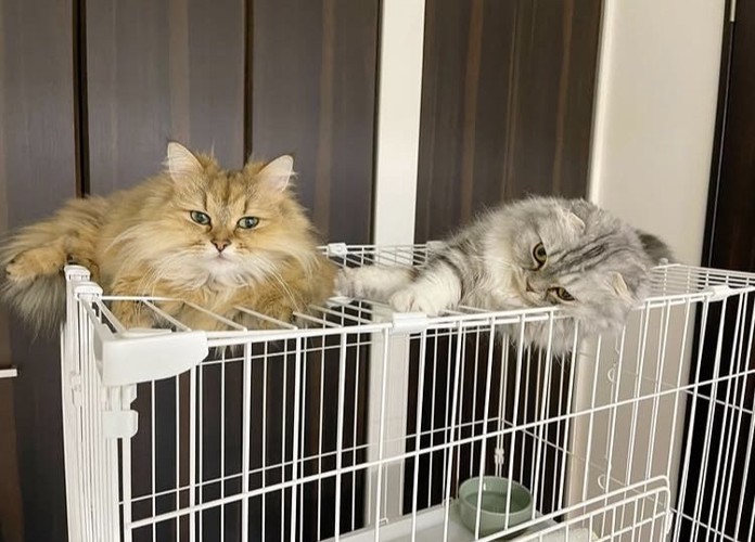 ケージの上でくつろぐペルシャ猫とスコティッシュフォールド