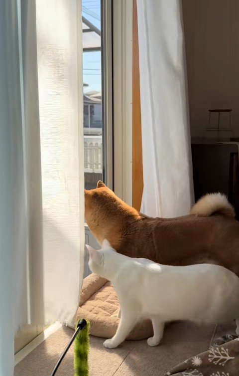 窓の外を見ている犬と猫