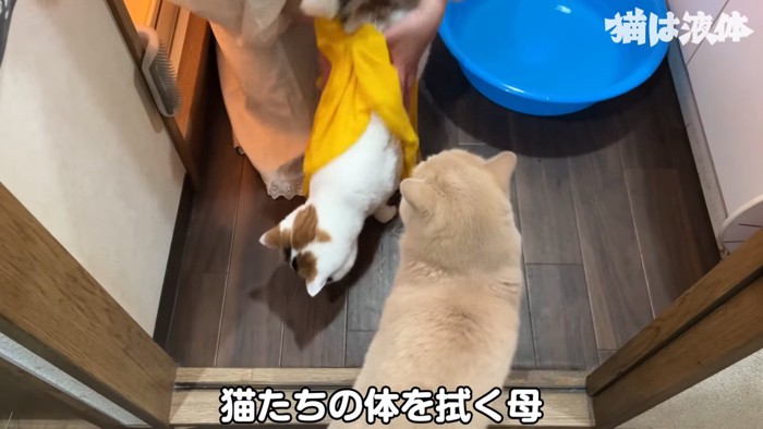 体を拭かれる猫