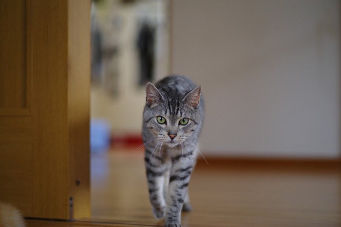 部屋に入ってくる猫