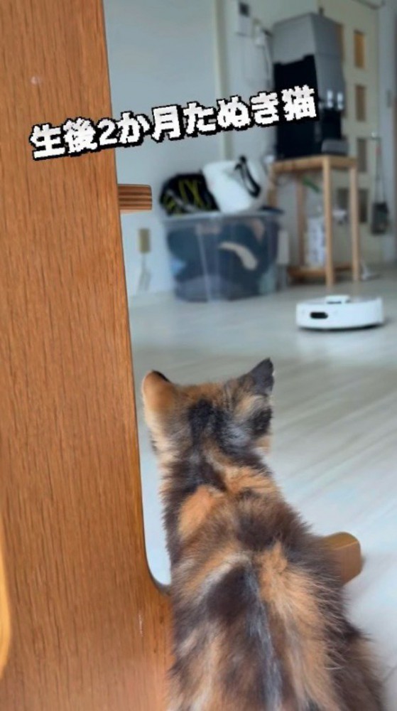 部屋の中を動き回るロボット掃除機を見つめる子猫