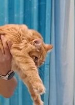 抱えられている猫の顔