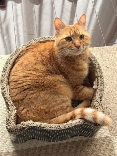 お気に入りの爪とぎベッドに座って頭を起こしている猫