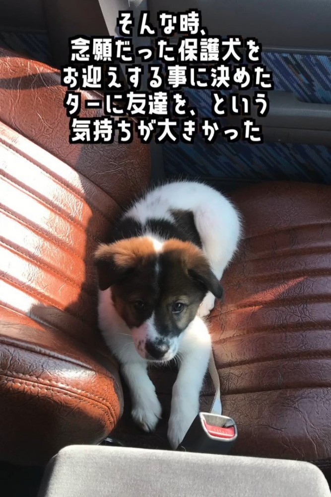 車に乗っている子犬