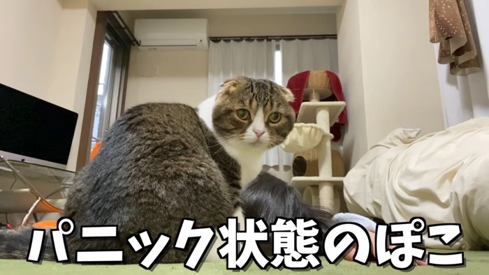 振り向く猫