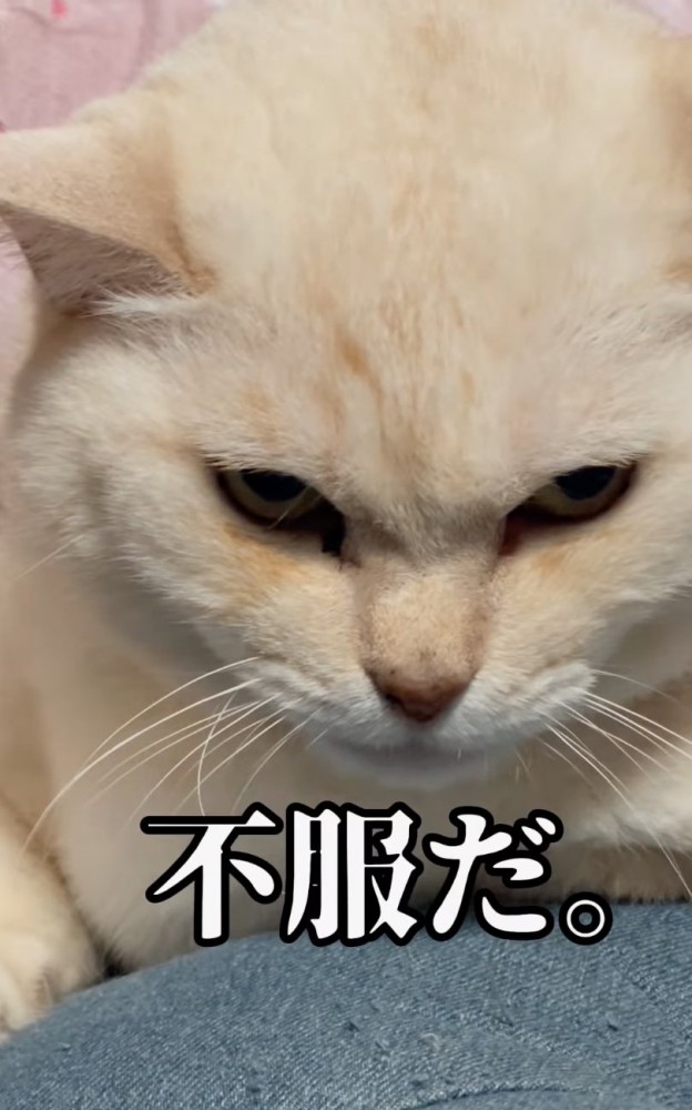 不服そうな猫