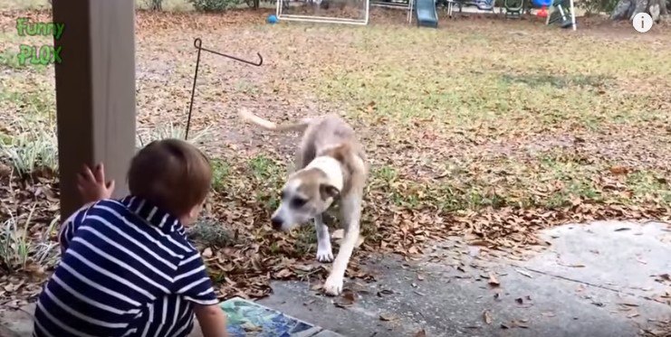 幼児に近づく犬