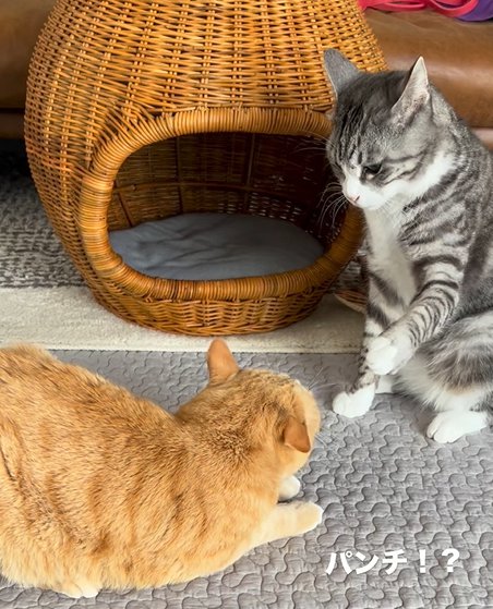 左前足を上げるサバ白猫(パンチ!?)