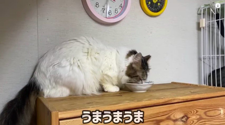 食べる