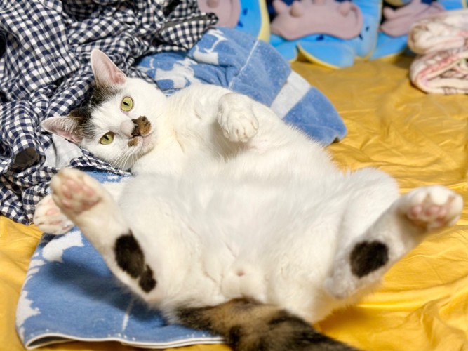 へそ天でカメラ目線をしている猫