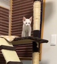 キャットタワーから兄猫と姉猫を見つめる子猫