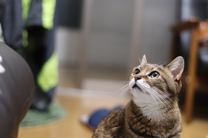 飼い主を見つめる猫