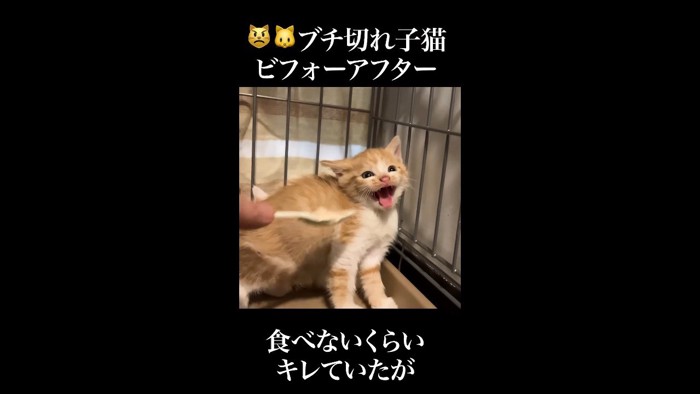 大きく口を開けて威嚇