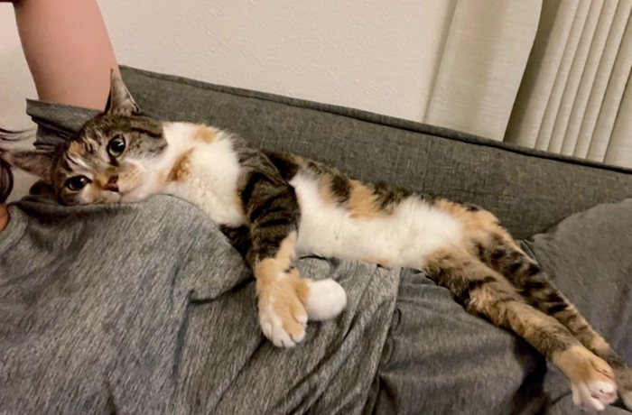 飼い主の上で横になっている猫