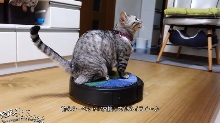 上を見る猫