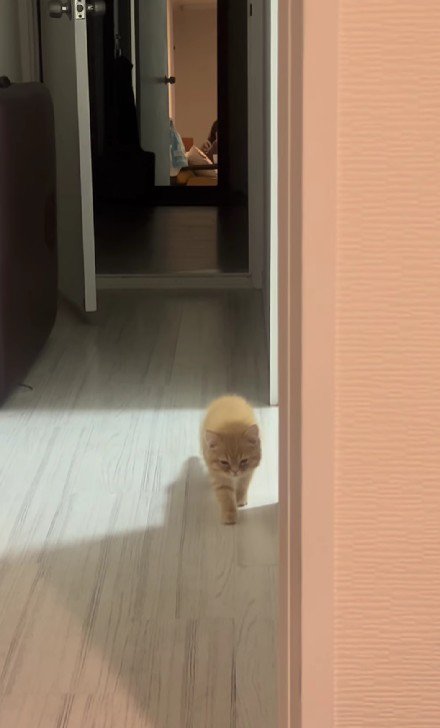 少しずつ近づいてくる子猫