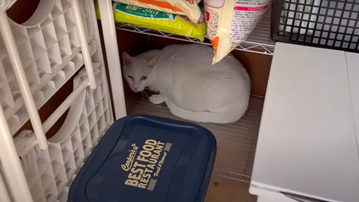 部屋の隅に隠れる猫