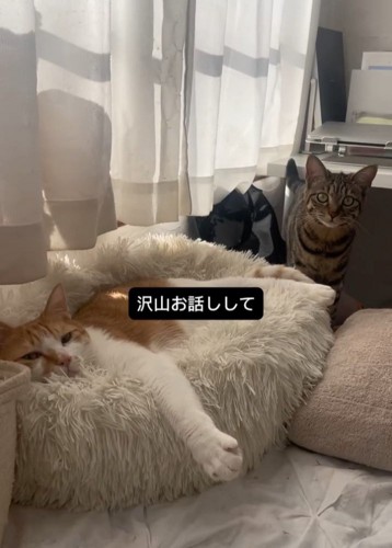 寝ている猫と立っているねこ