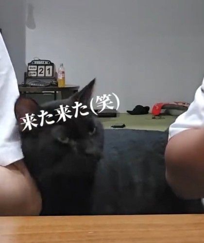 魚を見る猫