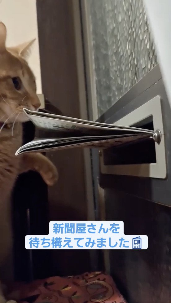 新聞が入ってくるのを確認する猫