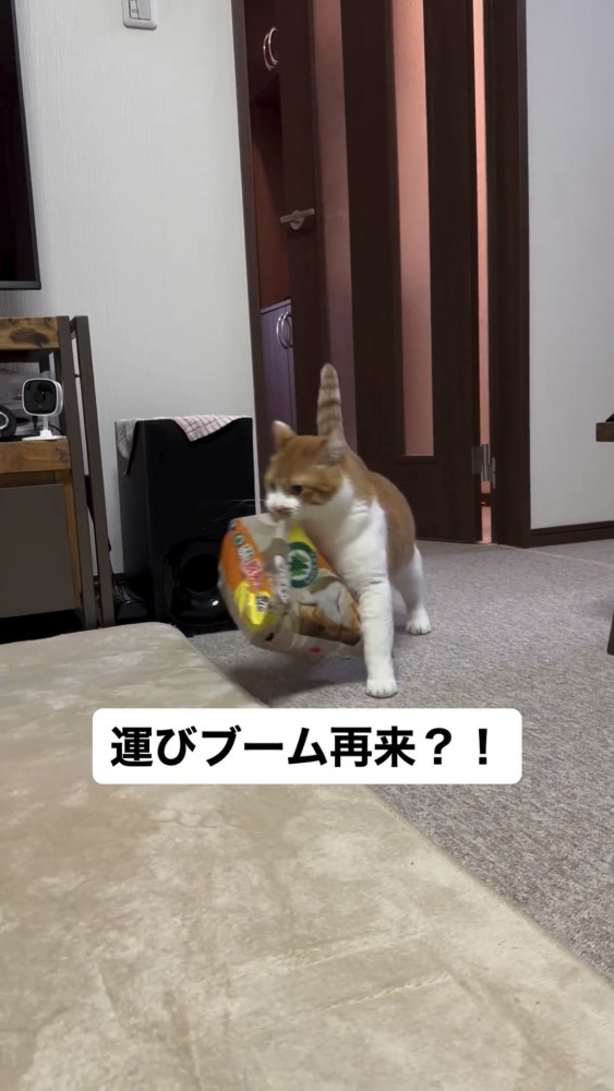 袋を運ぶ猫