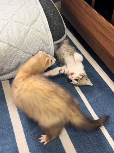 フェレットと遊ぶ子猫