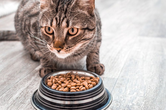 ご飯を食べない猫