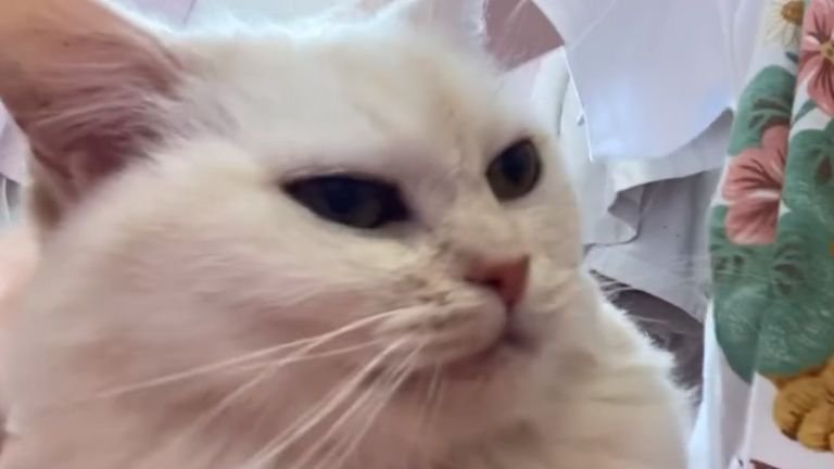 脇を嗅ぐ猫