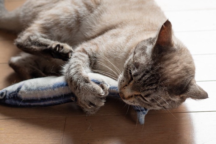 魚のおもちゃで遊ぶ猫