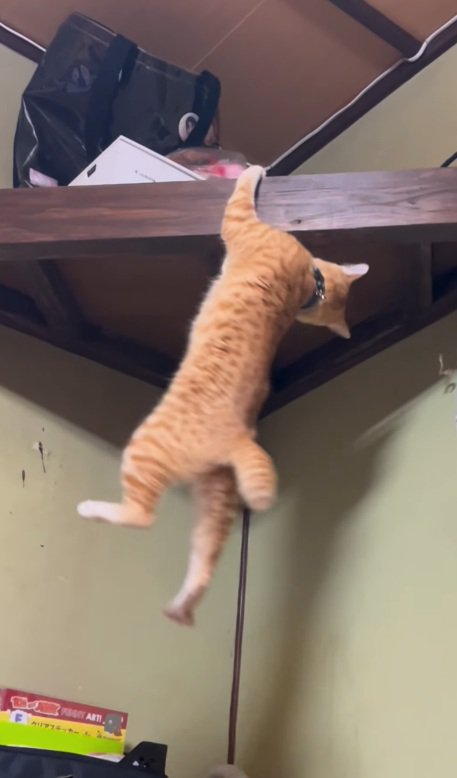 片手で支える猫
