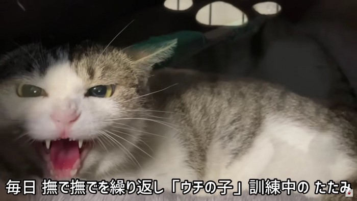 威嚇する猫