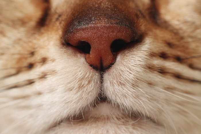 猫の鼻のアップ