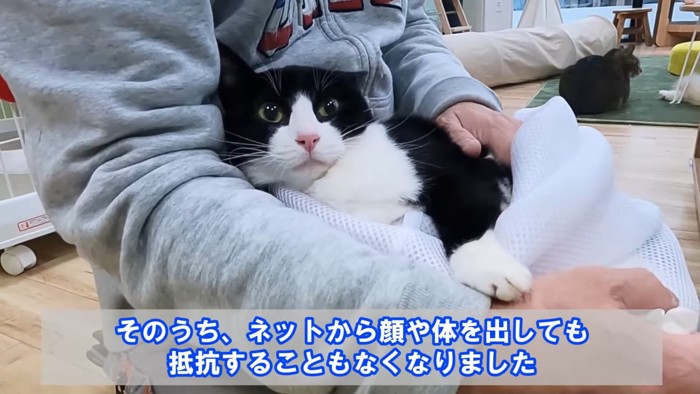 洗濯ネットから顔を出す猫